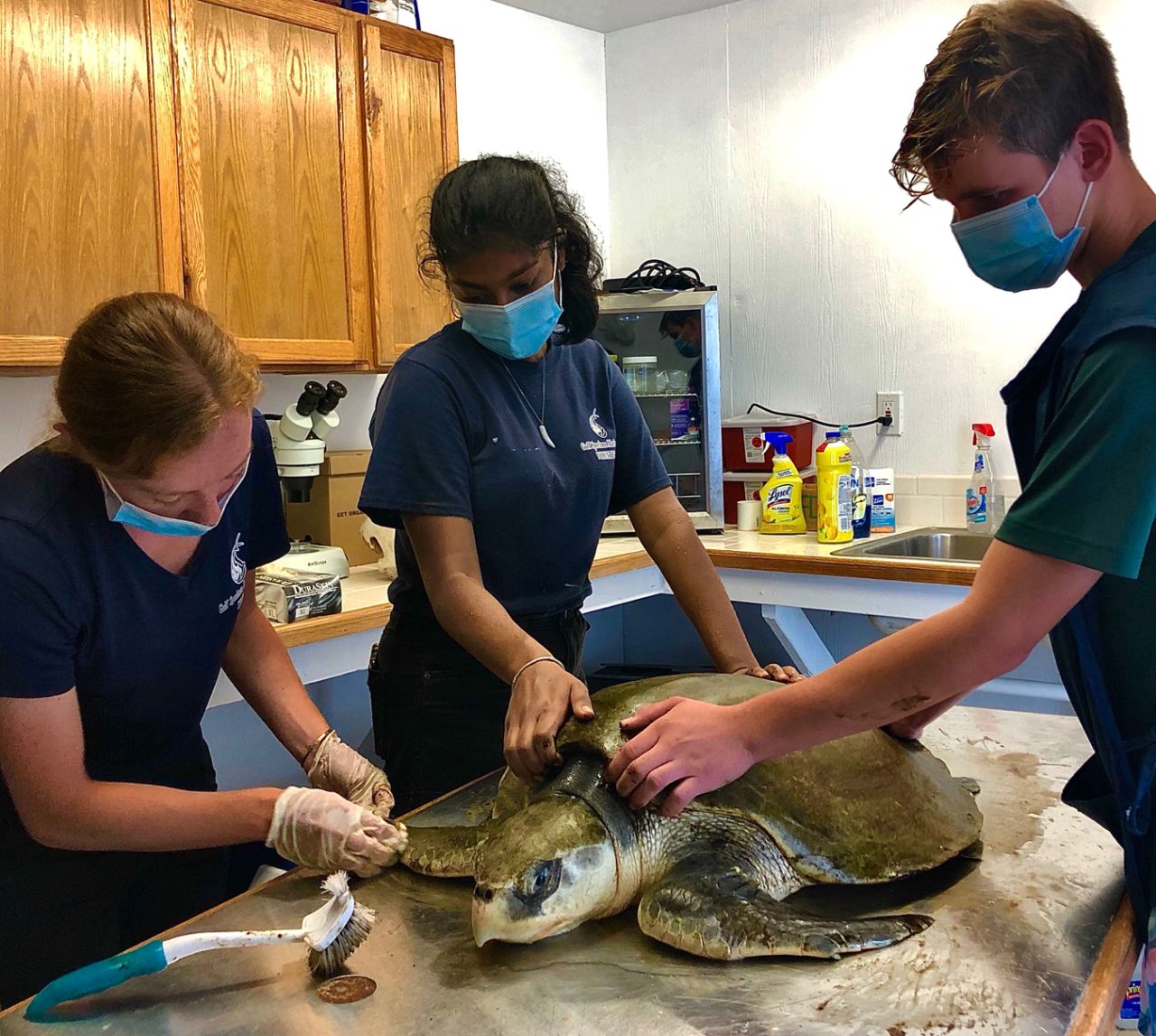 Student examining sea turtle